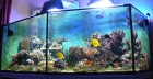 aquarium.1.jpg