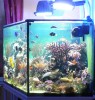 aquarium.4.jpg