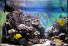 aquarium.6.jpg