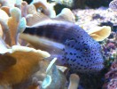 paracirrhites-forsteri.jpg