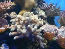 stylophora.jpg