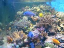 vue-droite-aquarium.jpg