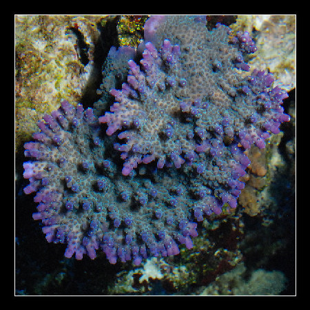 Acro plateau