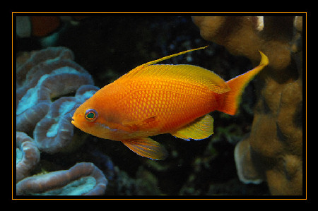 Anthias Squamipinnis