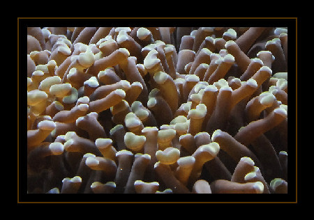 Euphylia
