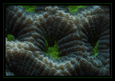 Macro sur favia