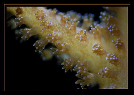 Macro sur seriatopora