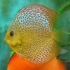 snake-skin-redspoted.jpg