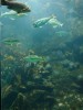 oceanopolis-02.JPG