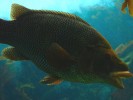 oceanopolis-03.JPG