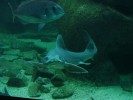 oceanopolis-06.JPG
