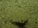 oceanopolis-09.JPG