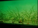 oceanopolis-10.JPG