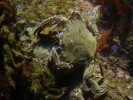 oceanopolis-11.JPG