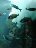 oceanopolis-12.JPG