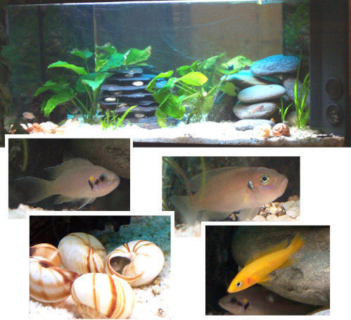poissons du tanganyika